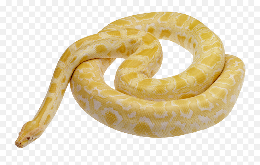 Snake Png Image Picture Download Free - Yellow And White Snake,Snake Transparent Background