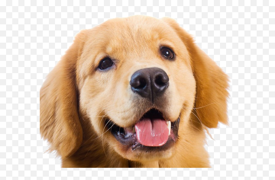 Png Golden Retriever Transparent Images - Golden Retriever Png,Golden Retriever Transparent Background