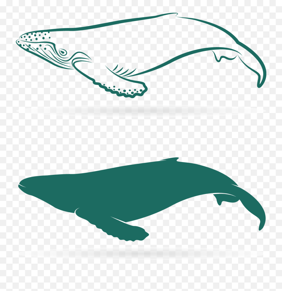 Download Graphic Sperm Whale Baleen Lovely - Whales Png,Sperm Png