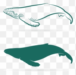 Download Graphic Sperm Whale Baleen Lovely - Whales png