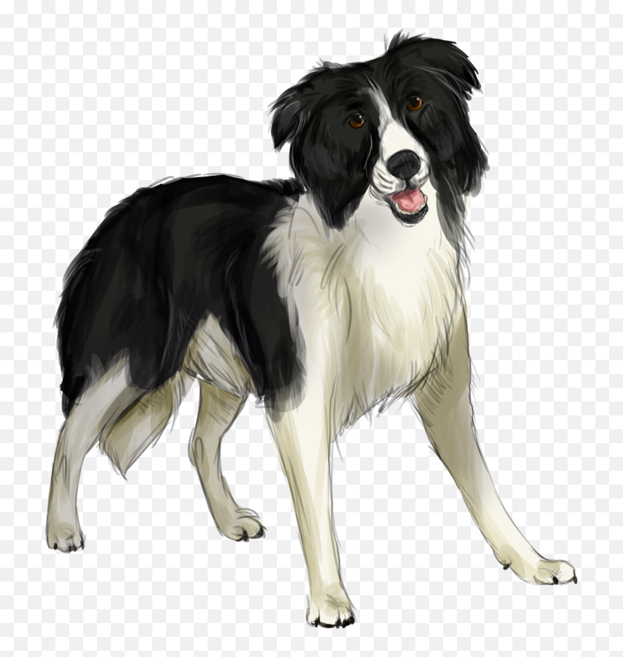 Border Collie - Png Transparent Border Collie Png,Border Collie Png