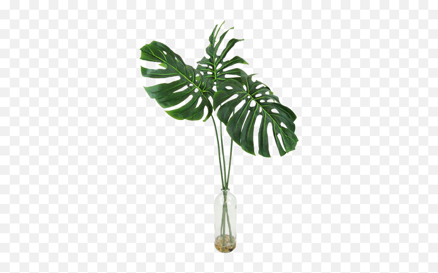 Philodendron Png Image - Philodendron Vase,Monstera Leaf Png
