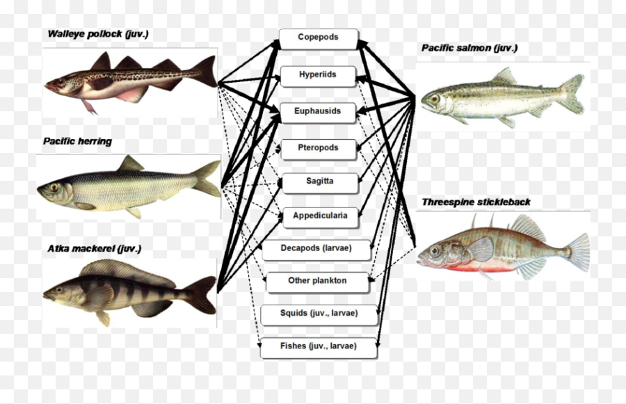 Download Scheme Of Trophic Relations Mass Species Fishes - Pacific Sturgeon Png,Fishes Png