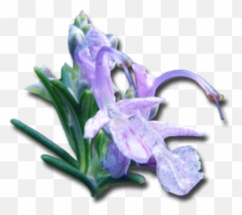Embodiment Sister Png Rosemary