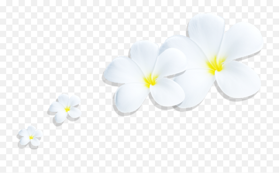 Download Plumeria Png - Full Size Png Image Pngkit Lovely,Plumeria Png