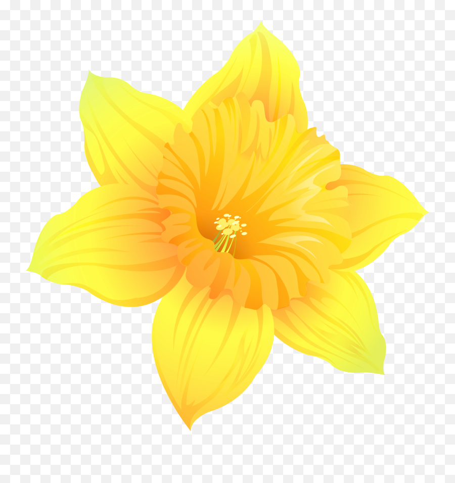 Download Daffodil Png