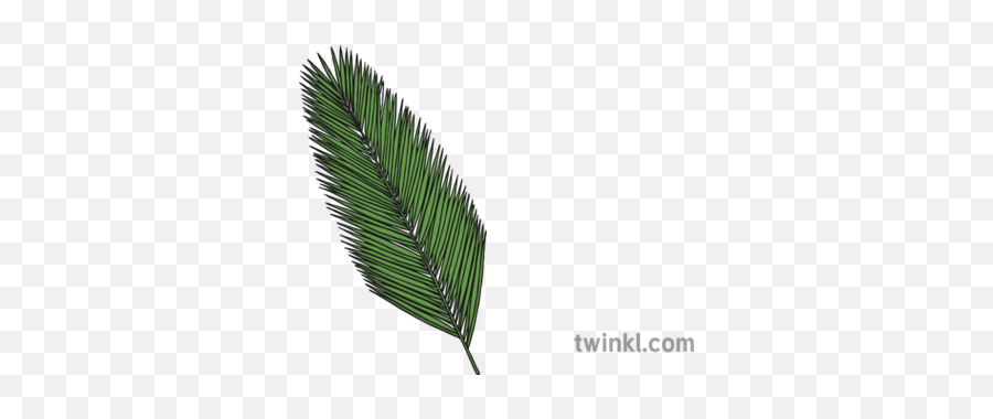 Palm Leaf Illustration - Cycad Png,Palm Branch Png