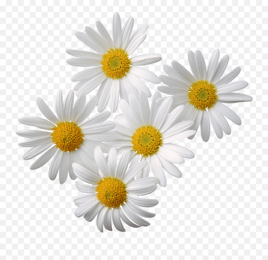 Rose Hd Png Image Free Picture Download Transparent - Transparent Background Chamomile Png,Rose Png Hd