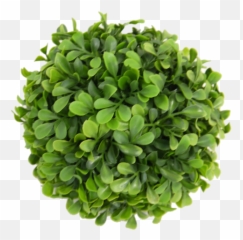 Small Boxwood Ball - Flowerpot Png,Boxwood Png