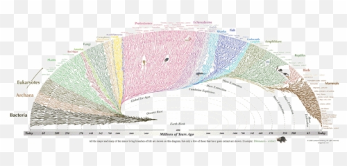 No Answers In Genesis - Great Tree Of Life Png,Answers In Genesis Logo