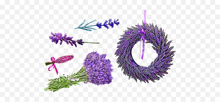 100 Free Fragrance U0026 Perfume Illustrations - Pixabay French Lavender Png,Lavendar Bush Icon