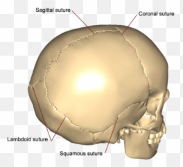 Bio600 Anatomy Week 8 Flashcards Quizlet - Language png