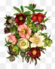 Vintage Floral Png - Black Hellebore Tattoo