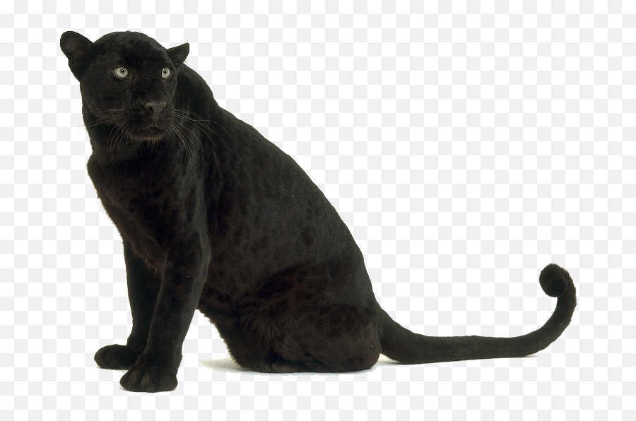 Hd Black Leopard Images - Black Panther 937005 Png Images Pantera Nera Png,Black Panther Transparent