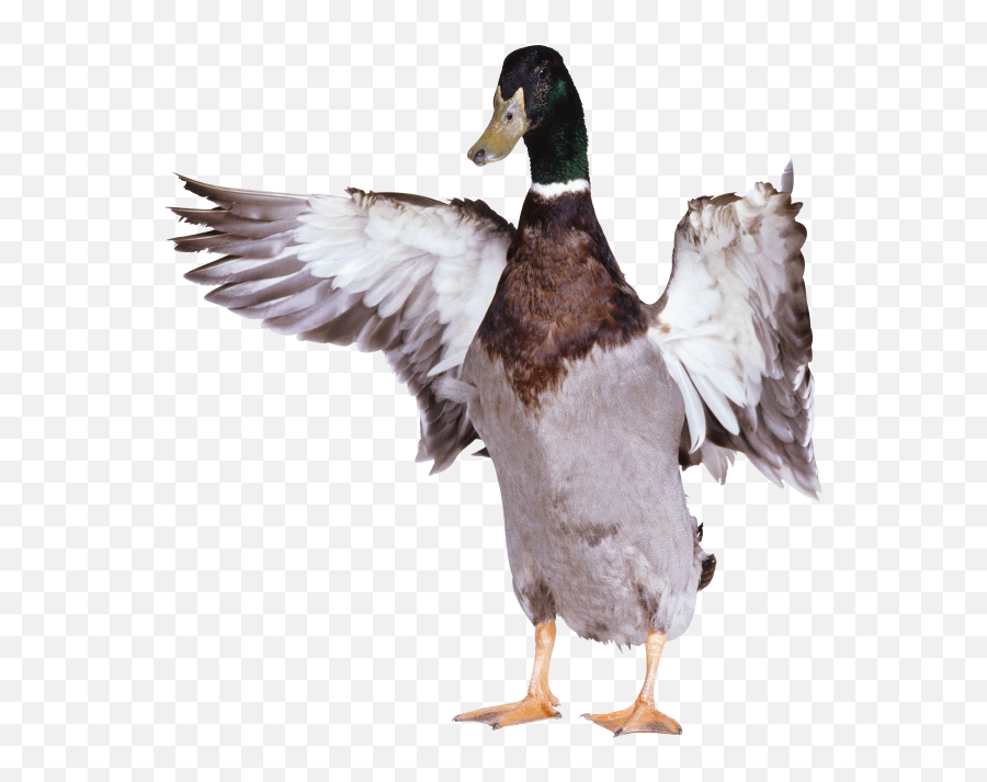Duck Png Free Download 27 Images - Duck With Wings Out,Duck Png