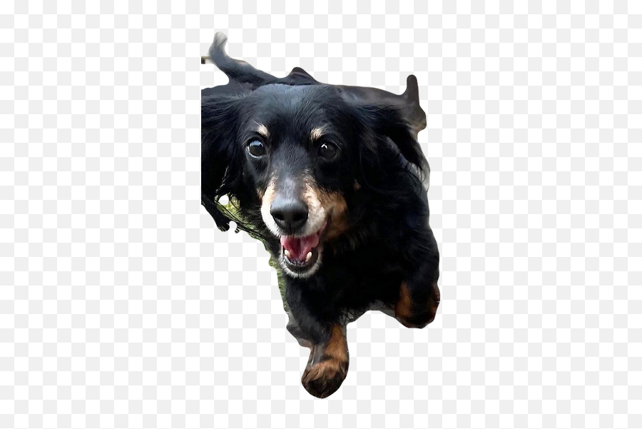 Dog Camper Raffle Portland Dachshund Rescue Inc United - Canine Tooth Png,Dachshund Icon