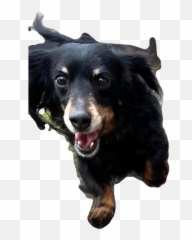 Dog Camper Raffle Portland Dachshund Rescue Inc United - Canine Tooth png