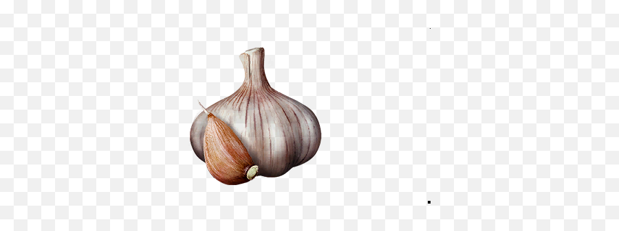 Garlic New World Database Newworldfanscom - Elephant Garlic Png,Garlic Icon