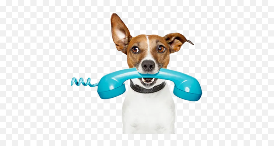 Home - Paws Place Png,Dog Toy Icon