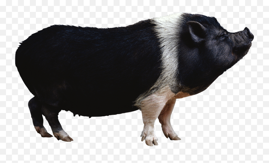 Pig - Hog Png,Pig Png