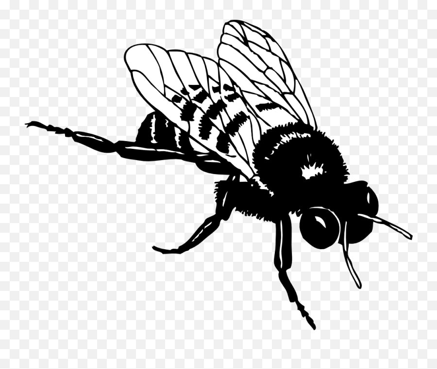 Clipartist - Bee Clip Art Black And White Png,Bees Png