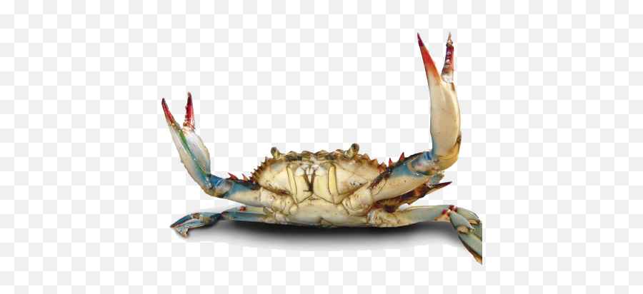 Crab Png File - Chesapeake Blue Crab,Crab Transparent Background