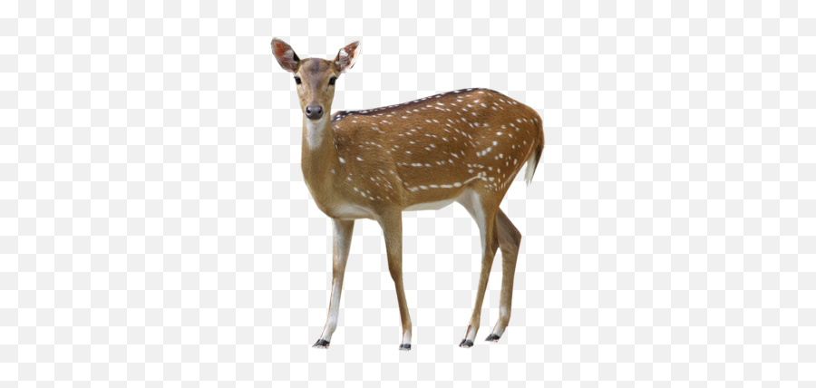 Download Deer Png Clipart - Deer Transparent Png,Deer Png