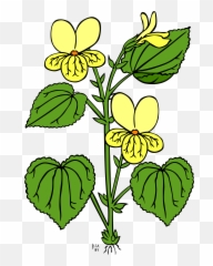Library Of Rainforest Flower Picture Royalty Free - Heavy Metal Pollution In Soil Png,Jungle Plants Png