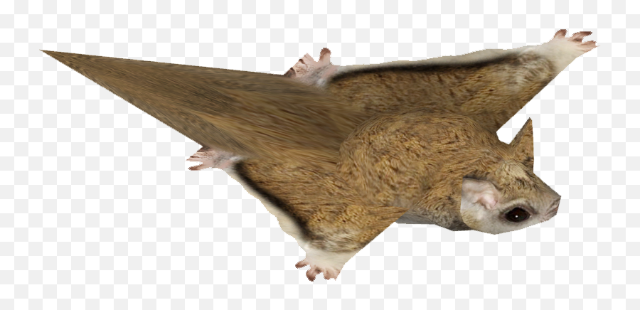 Squirrel Png Picture 850743 - Png Images Flying Squirrel,Squirrel Transparent Background