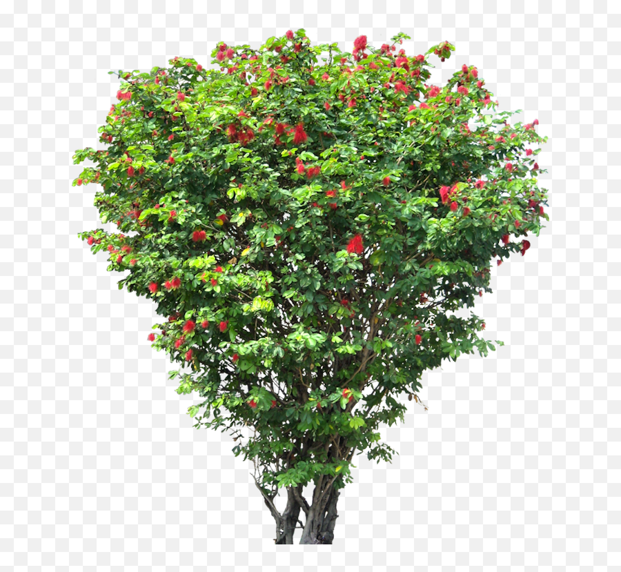 Fruit Tree Png 2 Image - Small Flower Tree Png,Fruit Tree Png