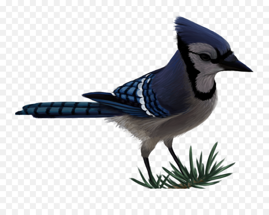Download Hd Blue Jay By Sherushi Vector - Blue Jay Transparent Background Png,Blue Jay Png
