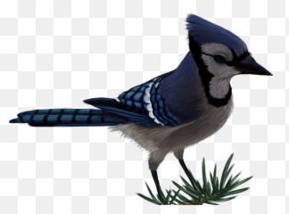 Download Hd Blue Jay By Sherushi Vector - Blue Jay Transparent Background Png,Blue Jay Png