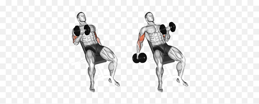 Seated Alternate Incline Dumbbell - Incline Dumbbell Curl Png,Bicep Png