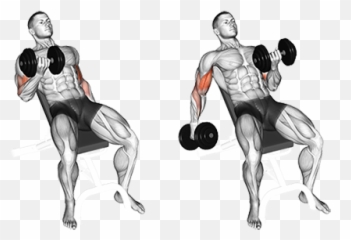 Seated Alternate Incline Dumbbell - Incline Dumbbell Curl Png,Bicep Png