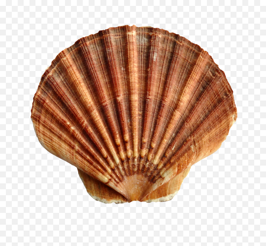Sea Ocean Shell Png Image - Transparent Transparent Background Sea Shell,Ocean Png