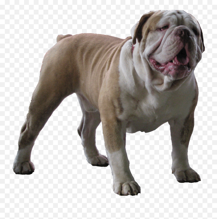 Free Download Olde English Bulldogge Dogs Wallpaper - Olde English Bulldog Transparent Png,Bulldog Transparent