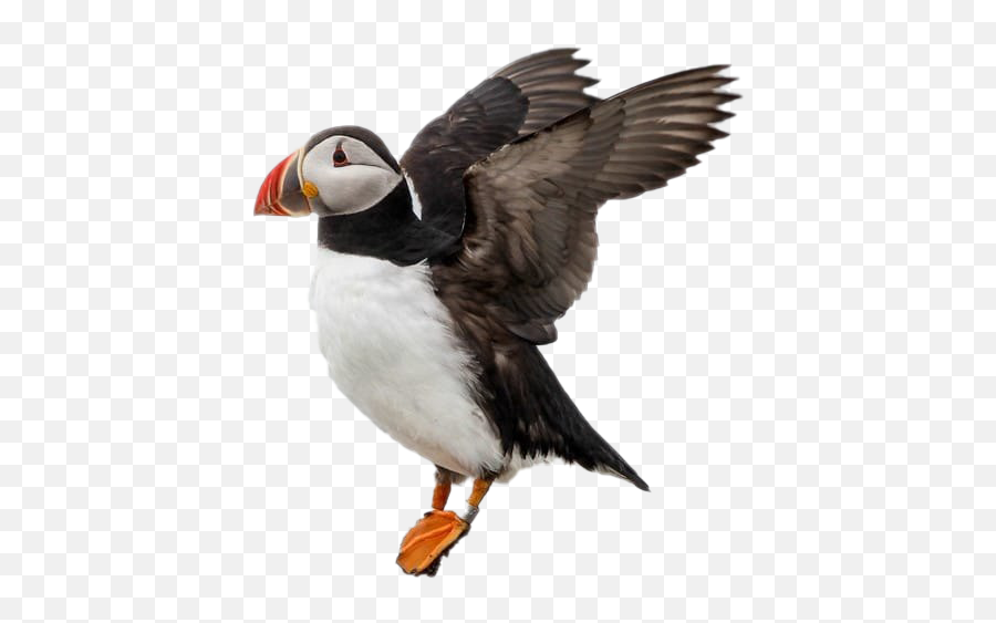 Single Puffin Png Image - Atlantic Puffin,Puffin Png