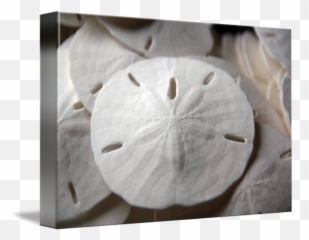Sand Dollar - png