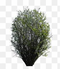 Flower Texture - Bush Png Download Original