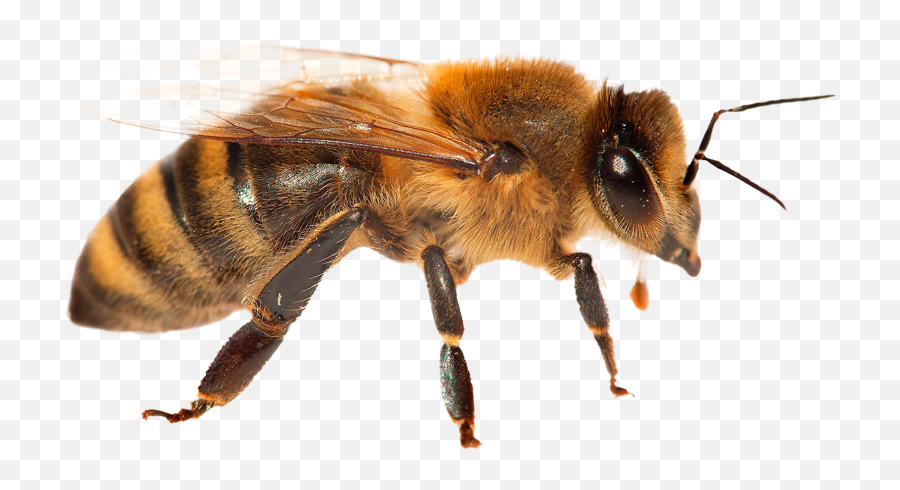 Animal Facts - Bees Safe Animal Squad Together We Can Honeybee Png,Queen Bee Png