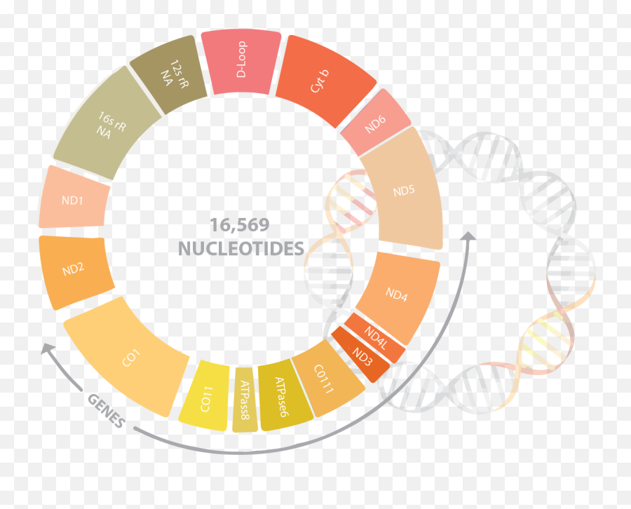 Mitochondrial Dna Sequencing - Mitochondrial Dna Png,Mitochondria Png