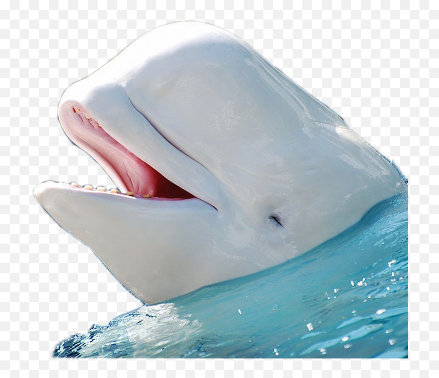 Filebeluga Whale Edited By K Abdelhamidpng - Wikimedia Commons Beluga Whale No Background,Dolphin Transparent Background