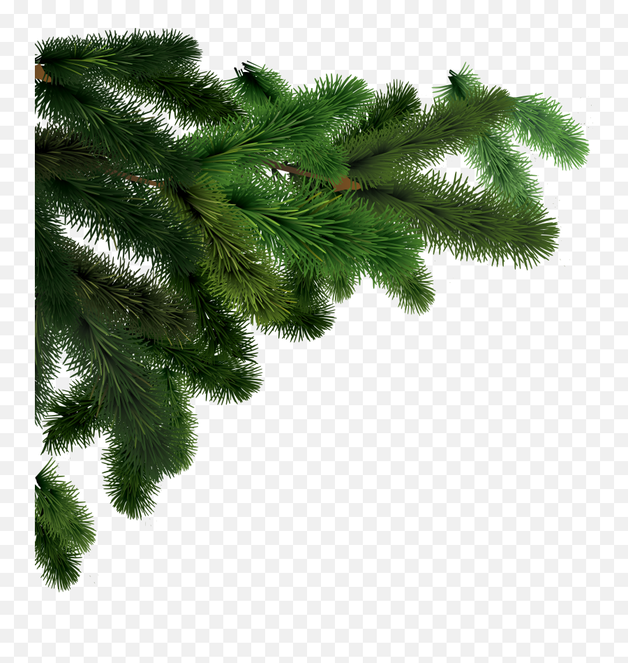 Images V81 Png Branches Of Trees Forest 2969x3000 U003e Pixel - Christmas Fir Tree Png,Forest Tree Png