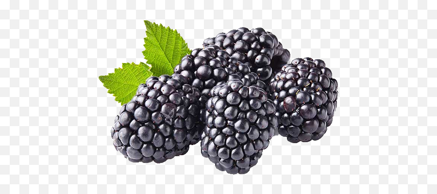 40 Fresh Blackberries - Black Berries Png,Blackberries Png