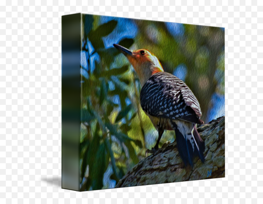 Painted Woodpecker By M Jace Mead - Northern Flicker Png,Woodpecker Png