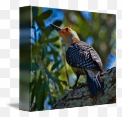 Painted Woodpecker By M Jace Mead - Northern Flicker Png,Woodpecker Png