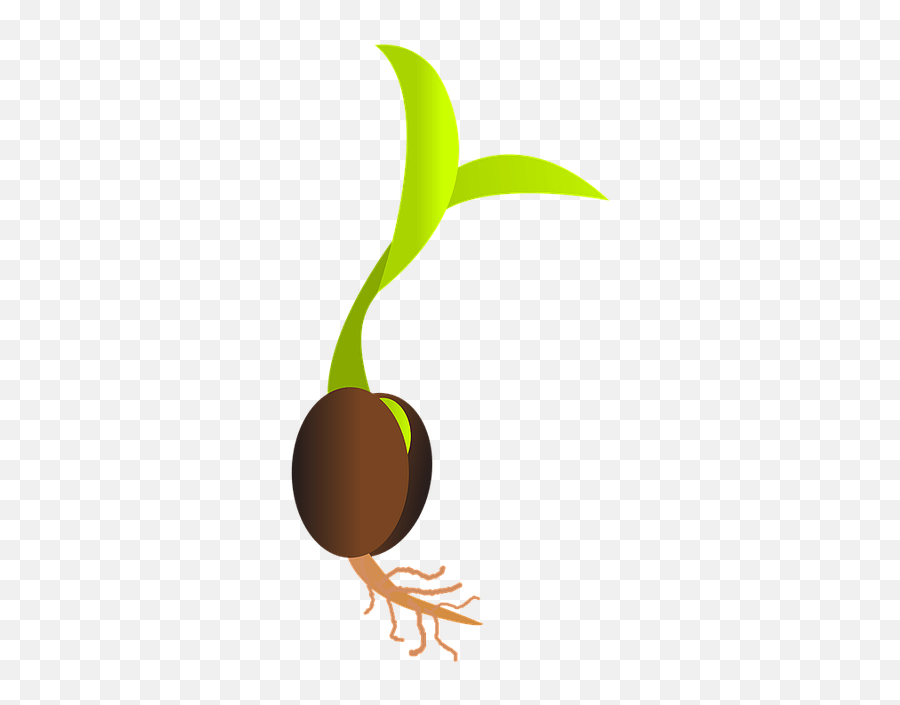 Seed Life - Germinating Seed Clipart Png,Seed Of Life Png