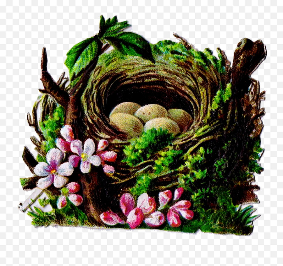 Birdu0027s Nest Clipart Vintage - Bird Nest Full Size Png Clip Art,Nest Png