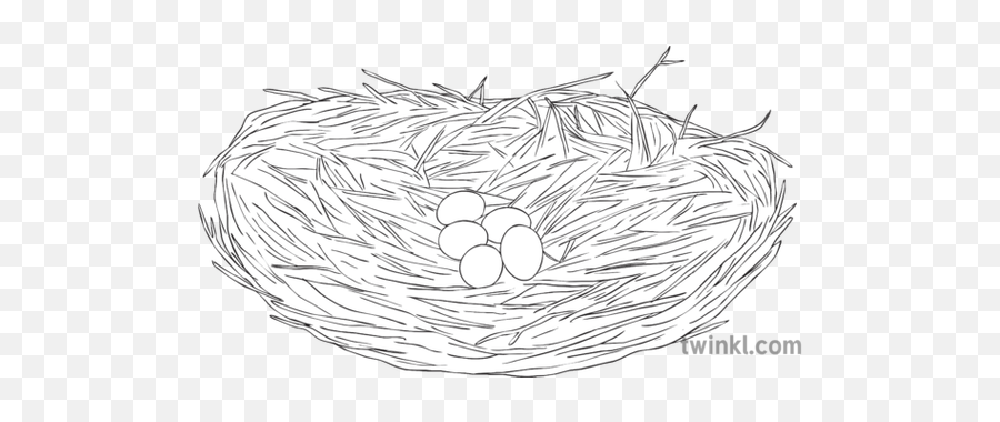 Great Blue Heron Nest Eggs Bird Science Ks2 Bw Rgb - Empty Png,Nest Egg Icon