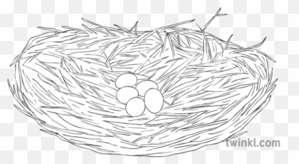 Great Blue Heron Nest Eggs Bird Science Ks2 Bw Rgb - Empty png